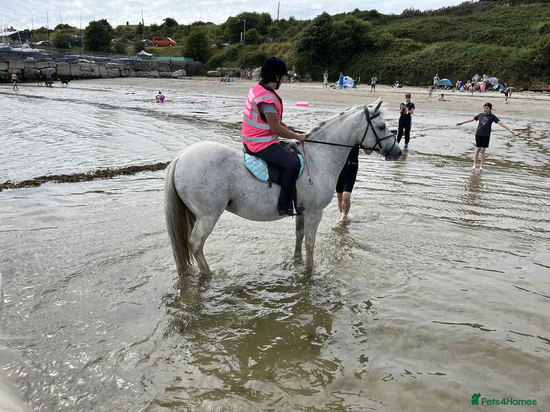 Other Breed horses for sale: Cob x Arab  - Image 4