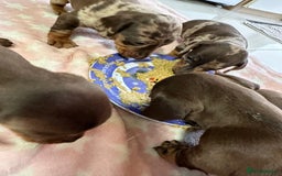 Dachshund dogs for sale: Beautiful Dachshund Puppies  - Image 6