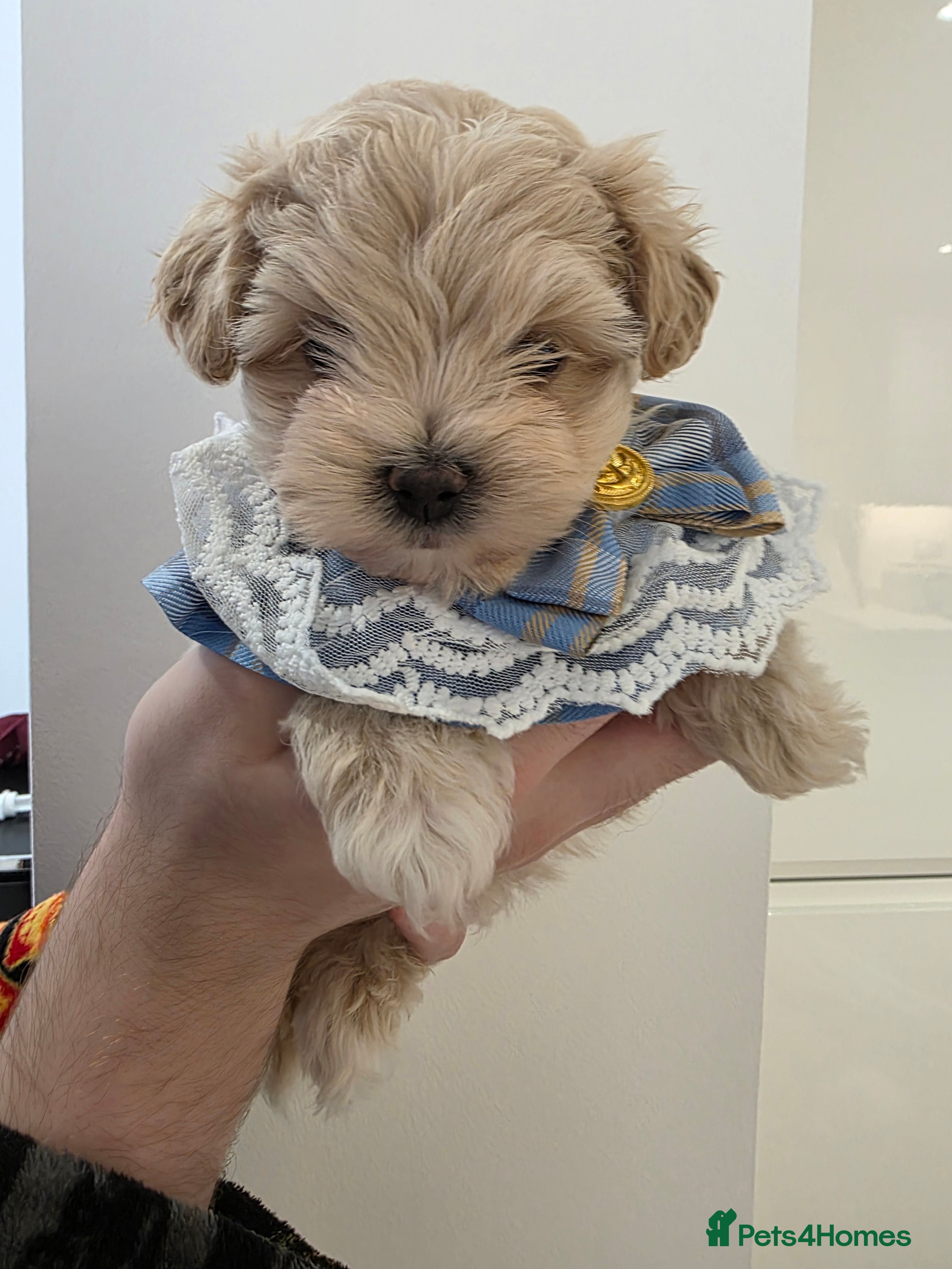Maltipoo dogs Beautiful f1 korean maltipoo males - Advert 5