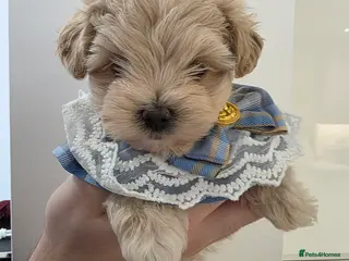 Maltipoo dogs Beautiful f1 korean maltipoo males - Advert 8