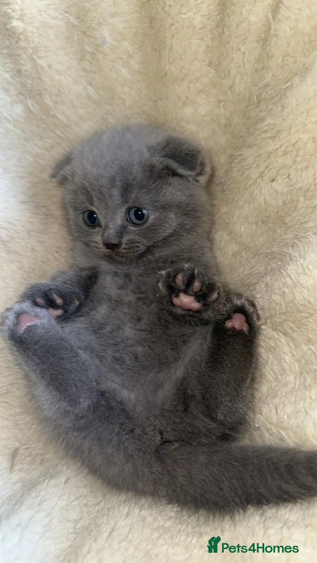 Scottish Fold cats for sale: Beautiful Scottish fold/straight kittens☺️ - Advert 6