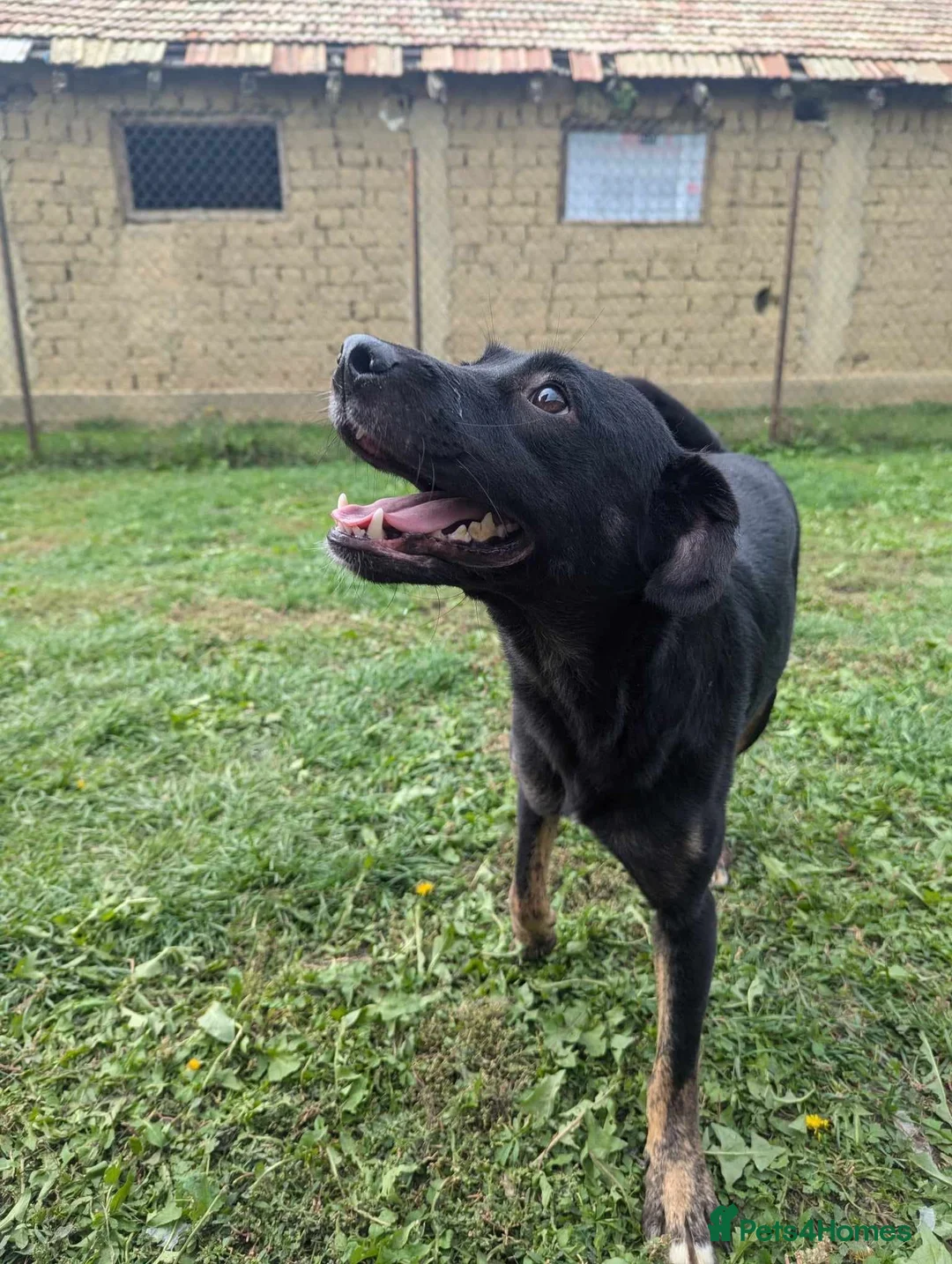 Mixed Breed dogs for adoption: Midnight for adoption - Advert 9