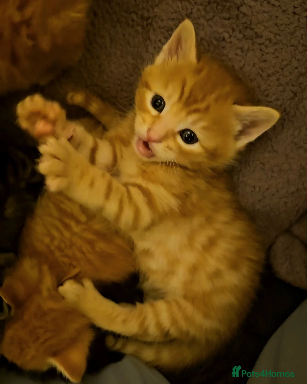 Mixed Breed cats for sale: Elven Bengal Mixes - Advert 6