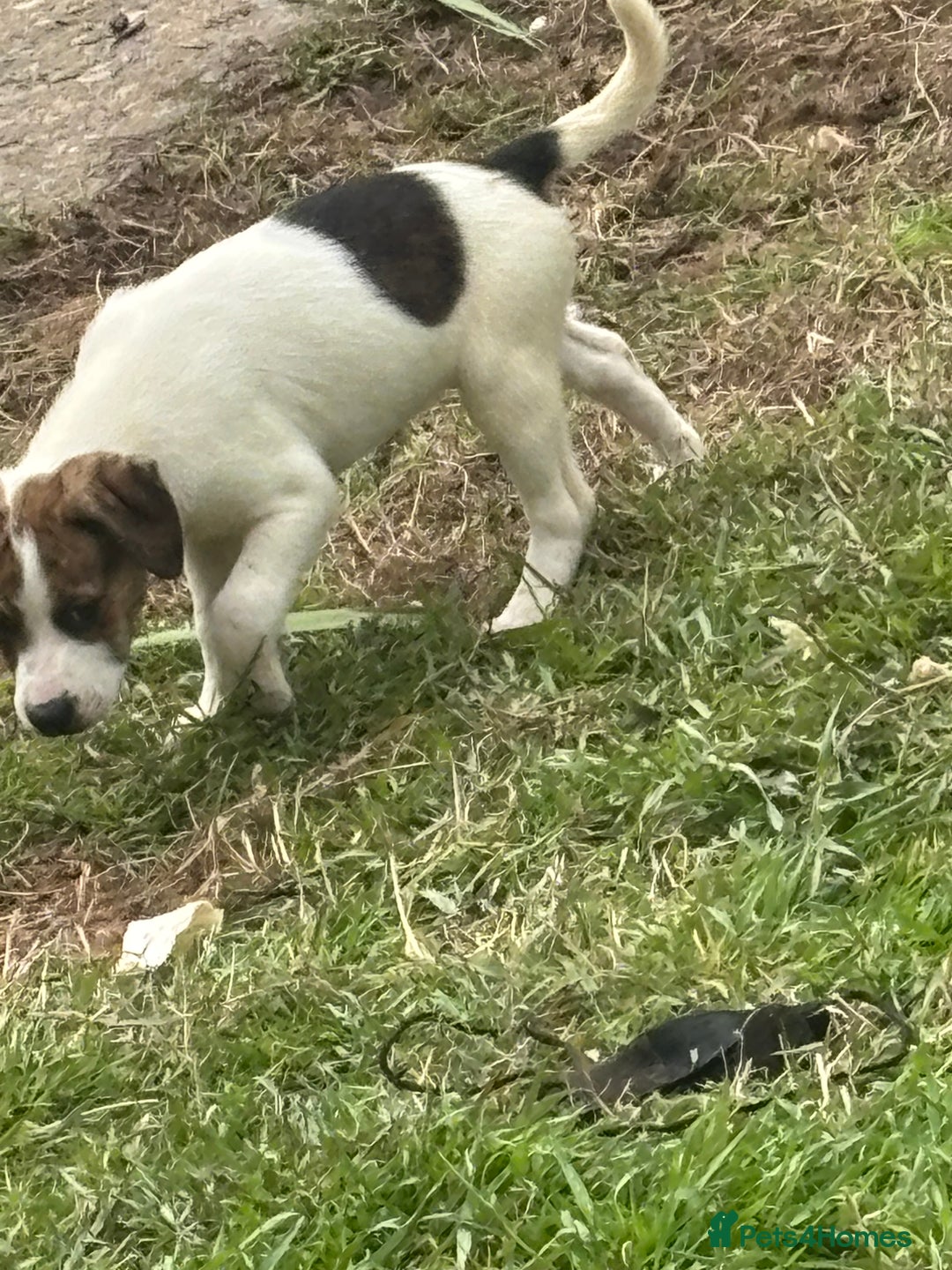 Mixed Breed dogs for sale: Staff x  in Limavady - Image 4