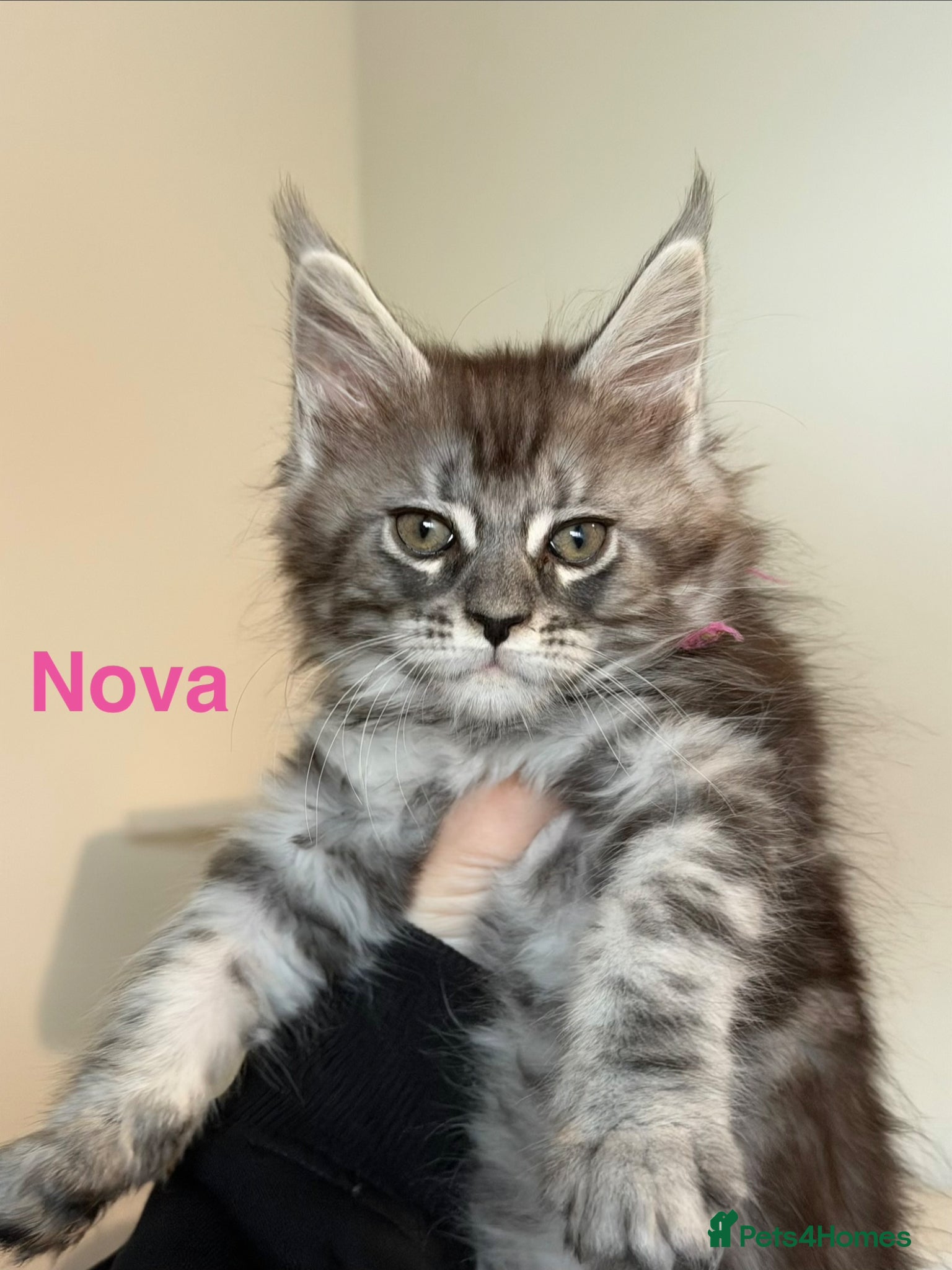 Maine Coon cats Pedigree Maine Coon Kittens LAST 3 GIRLS - Advert 6