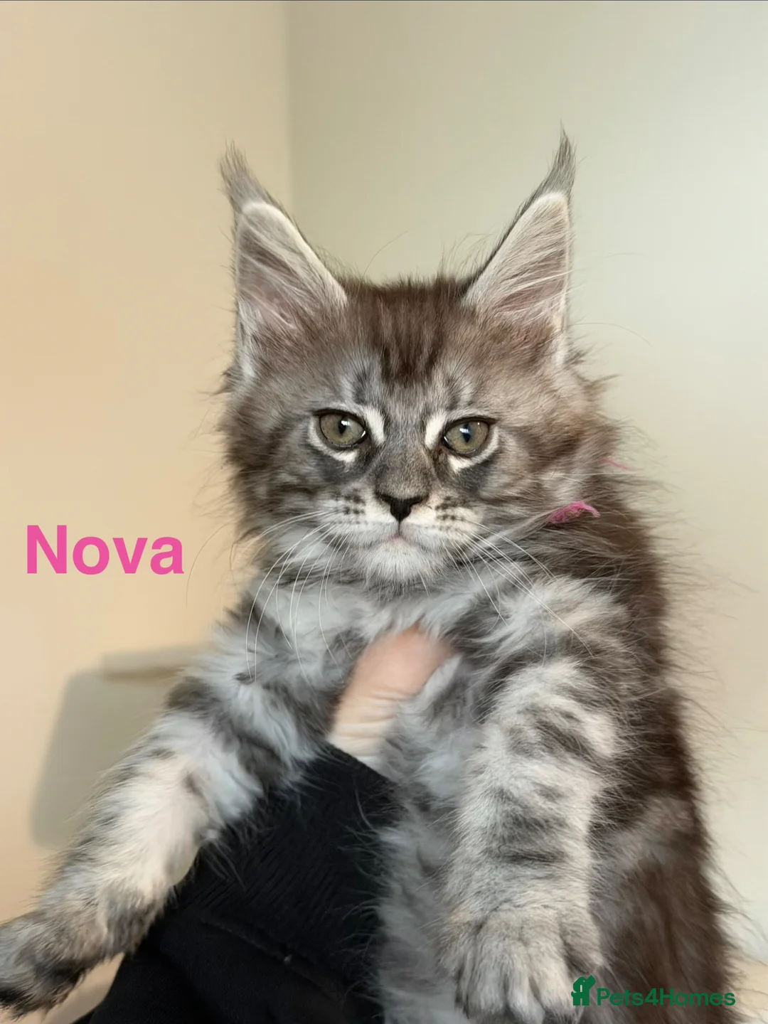 Maine Coon cats for sale: Pedigree Maine Coon Kittens LAST 3 - Advert 2