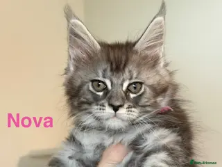 Maine Coon cats Pedigree Maine Coon Kittens LAST 3 GIRLS - Advert 6