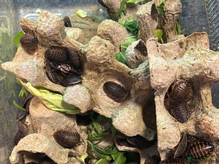 Bearded Dragon reptiles Dubia Roaches - Advert 1