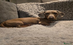 Dachshund dogs for sale: Miniature Isabella Tan Dachshund  - Image 2