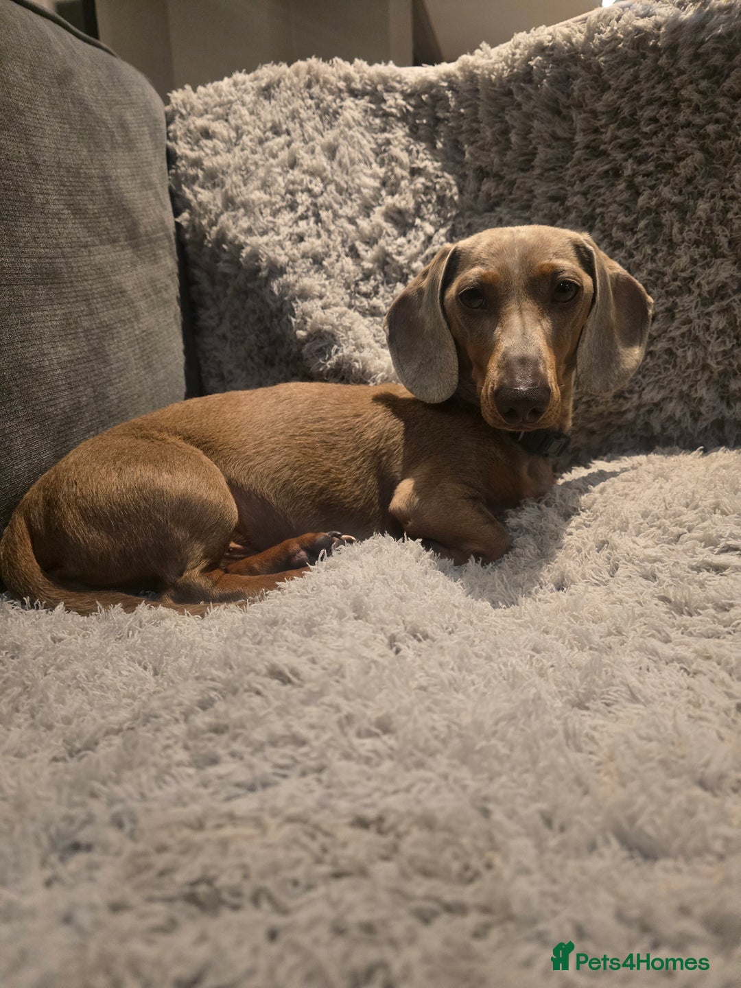 Dachshund dogs for sale: Miniature Isabella Tan Dachshund  - Image 2