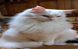 Norwegian Forest Cat cats for sale: Full Norwegian forest cat kittens - Image 21