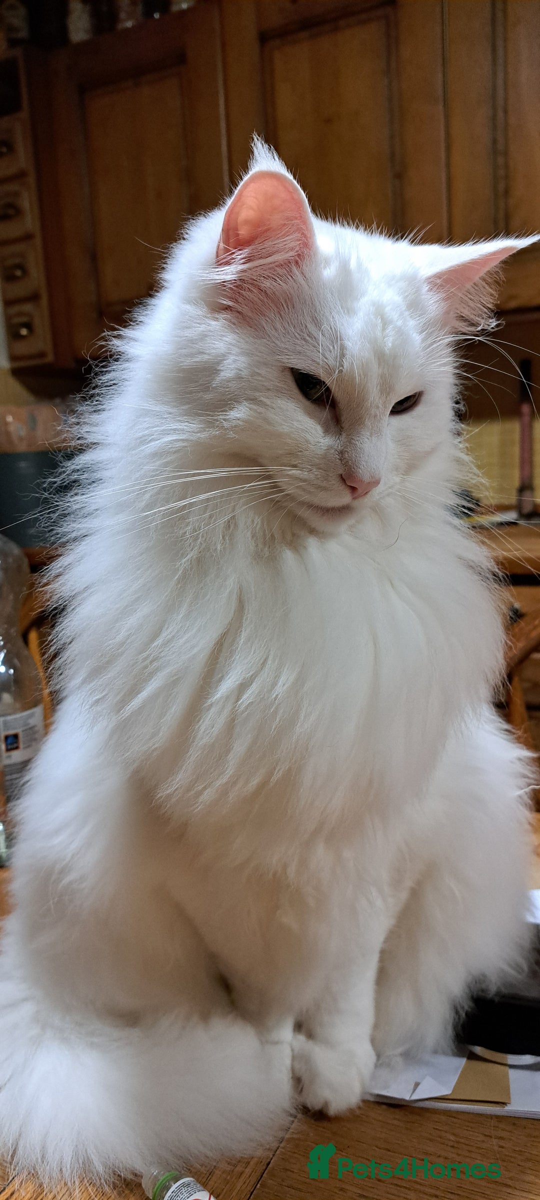 Norwegian Forest Cat cats for sale: Full Norwegian forest cat kittens - Image 21