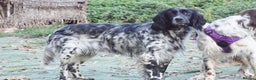 English Setter dogs for adoption: Kindra - Advert 6