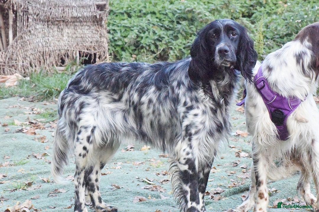 English Setter dogs for adoption: Kindra - Image 6