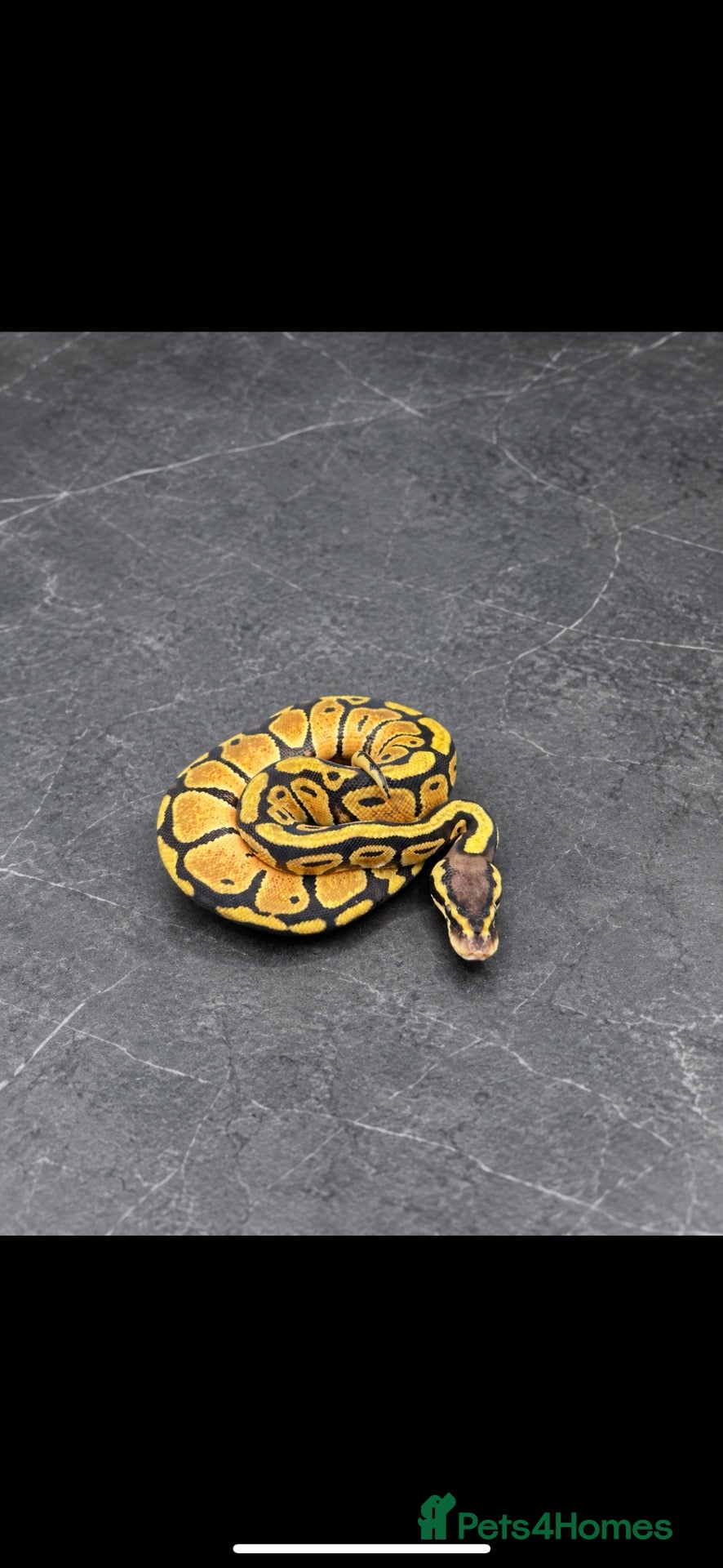 Python Snake reptiles UPDATED - Hatchling Ball Pythons.  - Advert 2