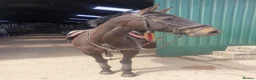 British Warmblood horses for sale: Eventing Schoolmistress in Northallerton - Advert 5