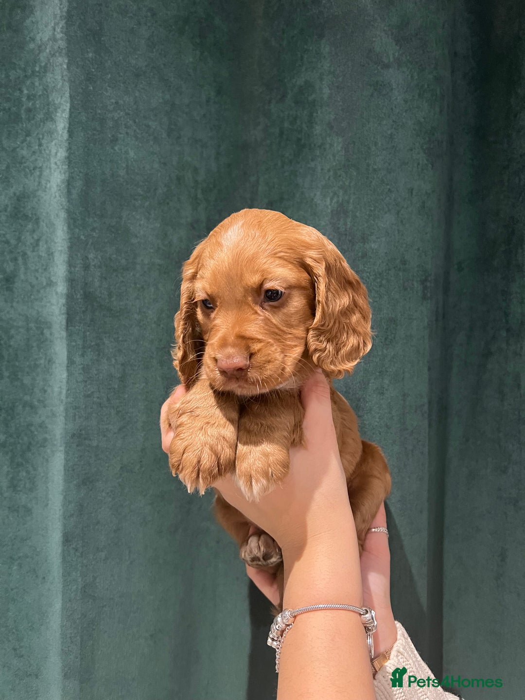 Cocker Spaniel dogs for sale: Cocker Spaniel Puppy  - Advert 4