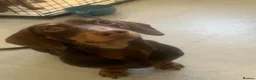 Miniature Dachshund dogs for stud: Chocolate and tanned mini dachshund boy  in Ilford - Advert 1