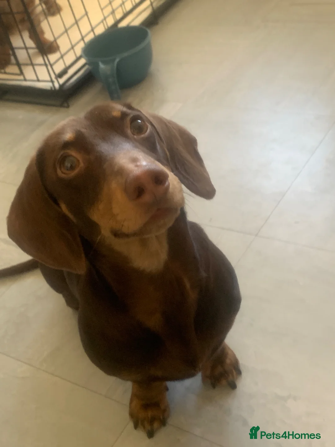 Miniature Dachshund dogs for stud: Chocolate and tanned mini dachshund boy  in Ilford - Advert 1