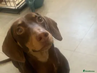 Miniature Dachshund dogs Chocolate and tanned mini dachshund boy - Advert 6