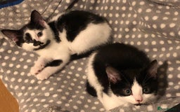 Mixed Breed cats for sale: 2 Kittens for sale[READY TO LEAVE] - Advert 3