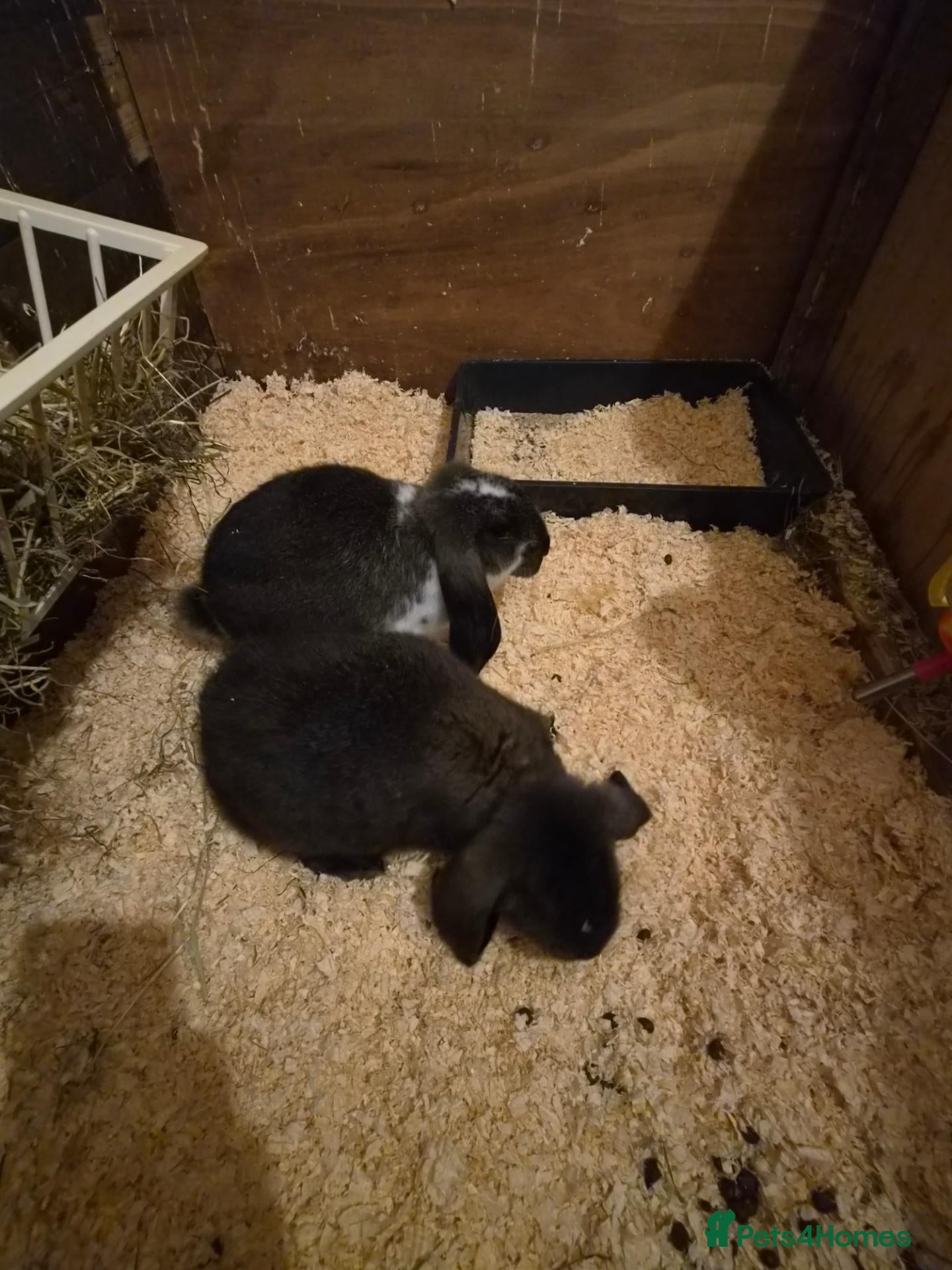 French Lop rabbits 🐰💙 TWO BEAUTIFUL MALE GIANT FRENCH LOPS 💙🐰 - Advert 3