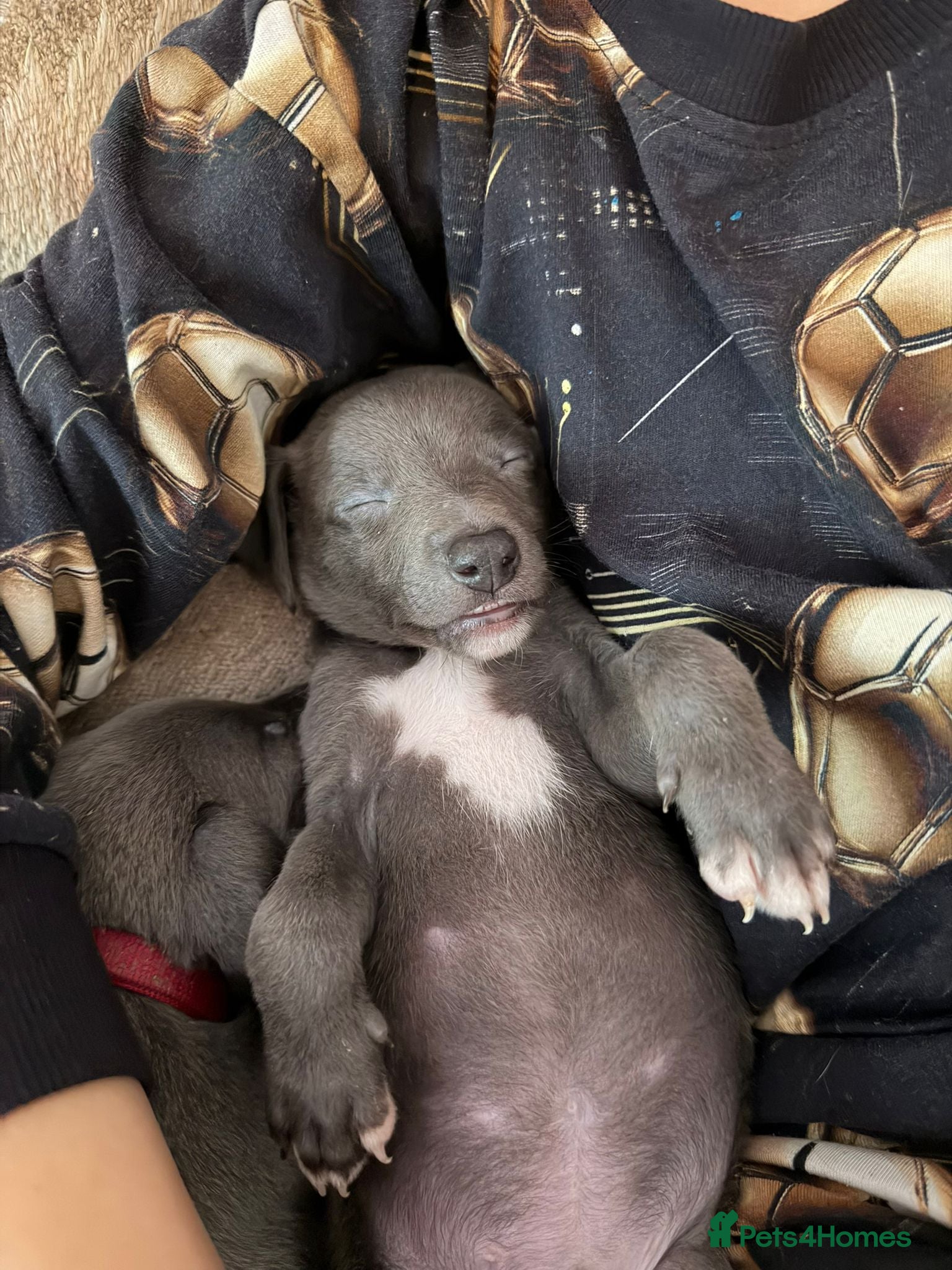 Whippet dogs for sale: KC REGISTERED BLUE WHIPPET BOY - Advert 5