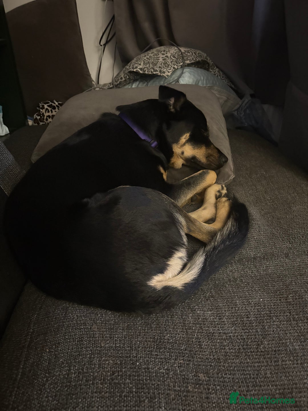 Mixed Breed dogs for sale: Rox looking for new home - Advert 4