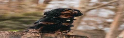 Cavalier King Charles Spaniel dogs for sale: KC Registered Cavalier King Charles Puppies - Advert 7
