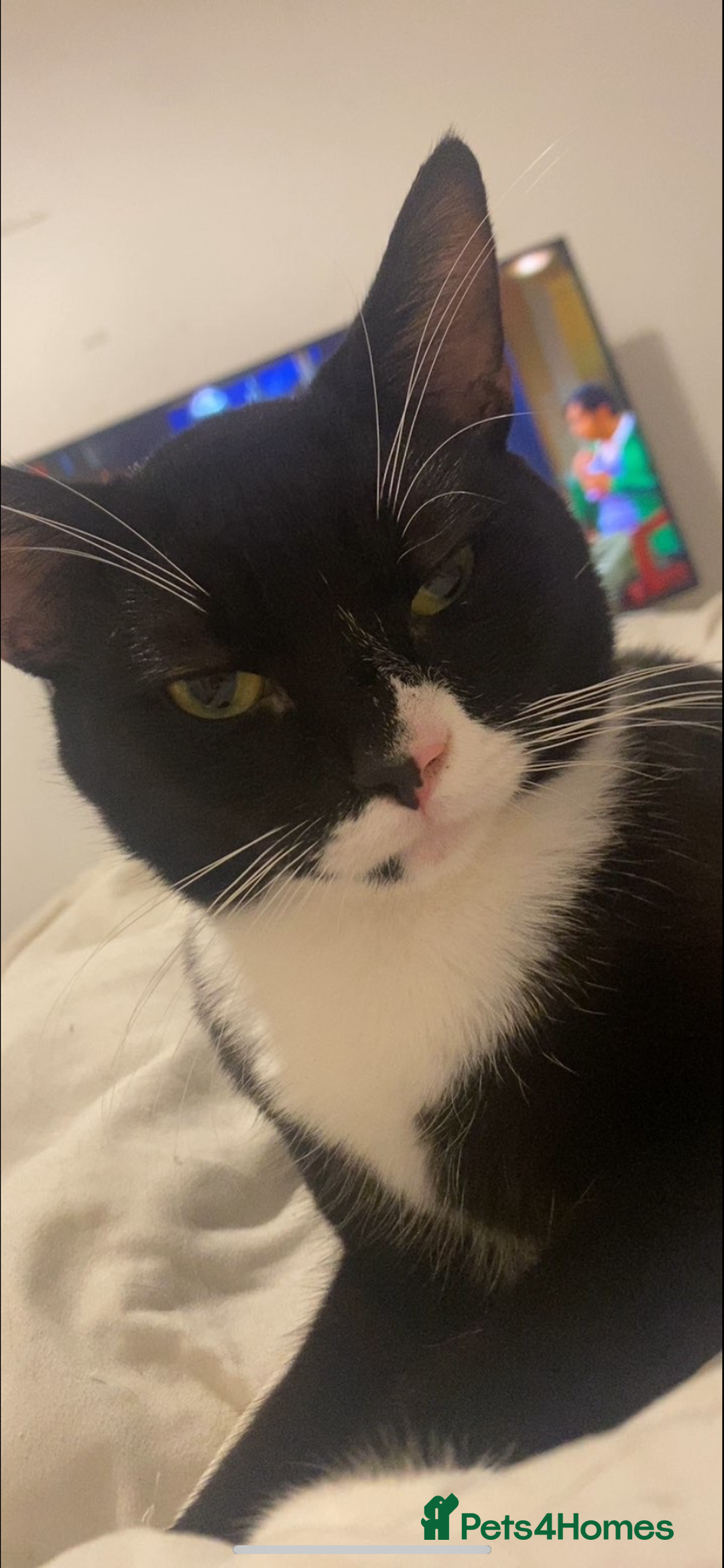 Mixed Breed cats for sale: 2 Male Cats for a new home!  - Advert 4