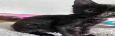 Mixed Breed 1
