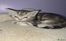 Scottish Fold cats for sale: Beautiful Scottish fold x cross kittens  - Image 2