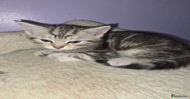 Scottish Fold cats - Advert 1