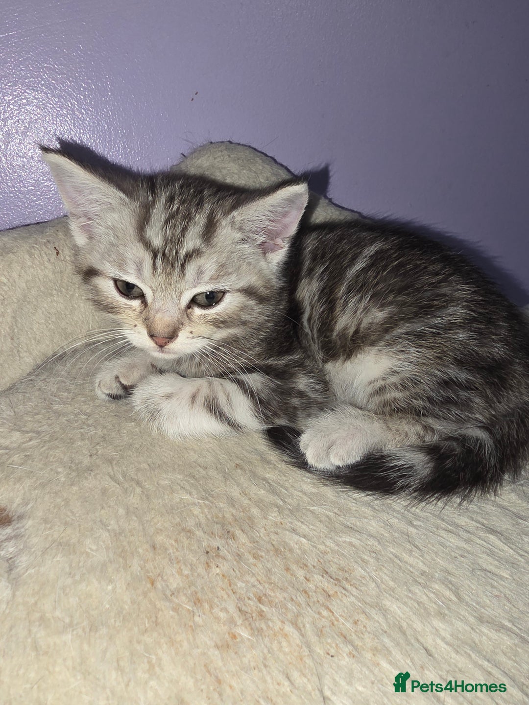 Scottish Fold cats for sale: Beautiful Scottish fold x cross kittens  - Image 2