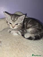 Scottish Fold cats - Advert 1