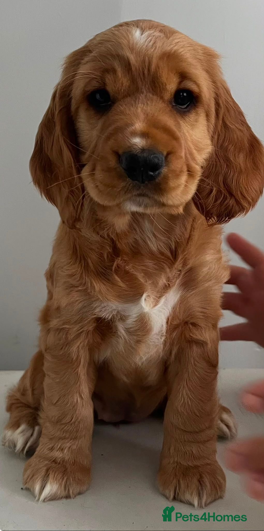 Bocker dogs Bocker Pups  - Advert 1