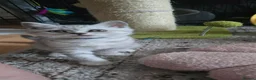 British Shorthair cats for sale: British Shorthairs ready for a new home  in Dartford - Advert 5