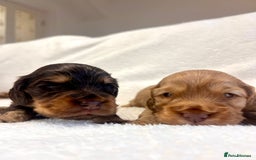 Cocker Spaniel dogs for sale: Show cockers champion bloodlines. simbawood lines. - Image 8