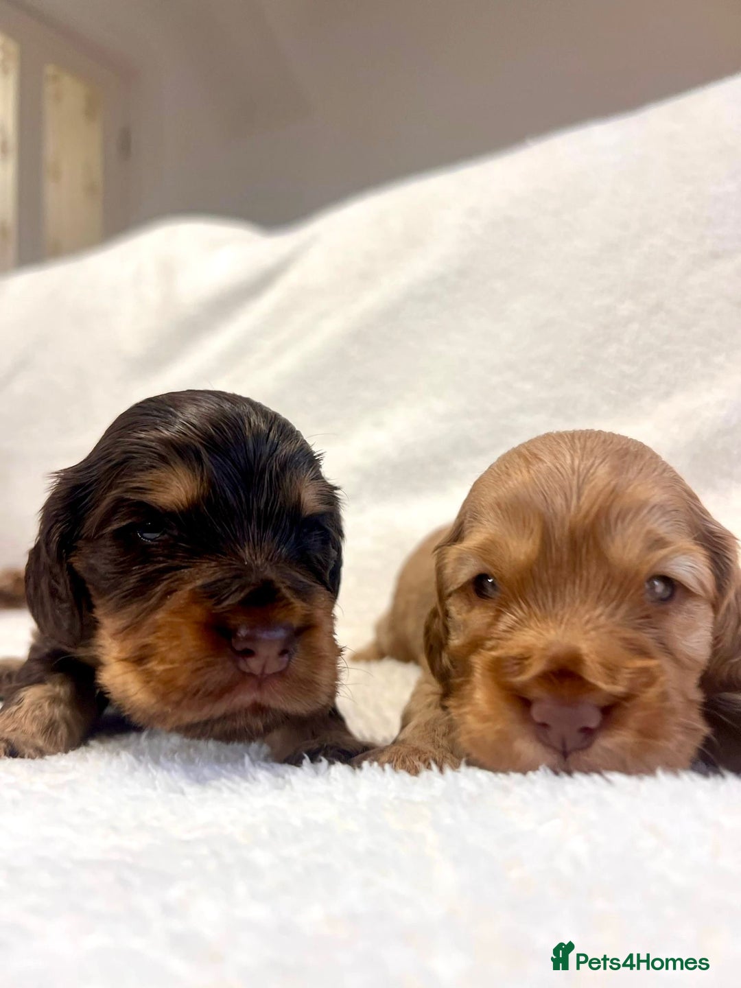 Cocker Spaniel dogs for sale: Show cockers champion bloodlines. simbawood lines. - Image 8
