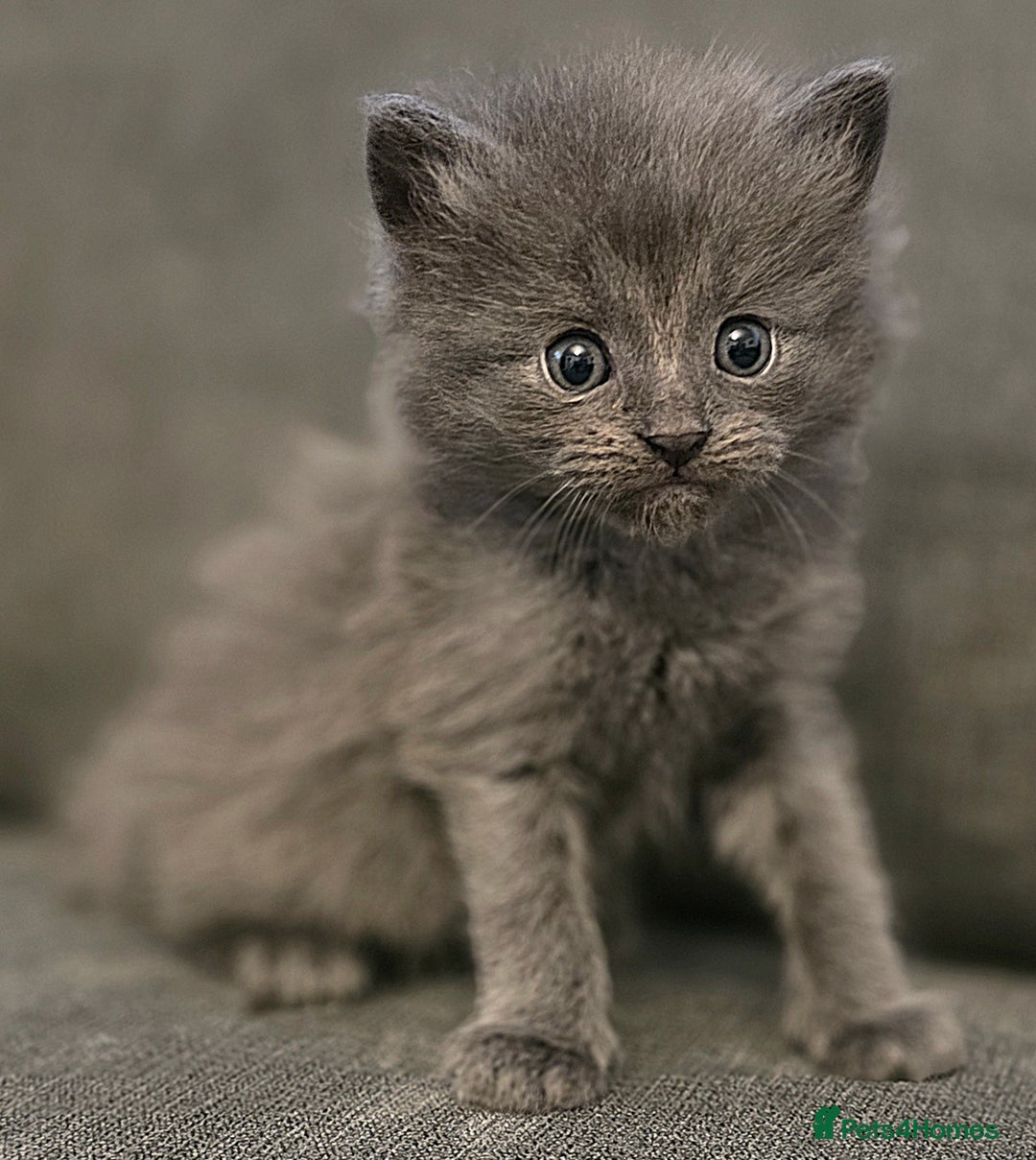 Maine Coon cats for sale: Five stunning maine coon kittens - Advert 3