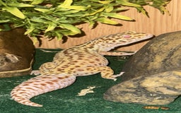 Leopard Gecko reptiles for sale: Female Leopard Gecko  - Image 8