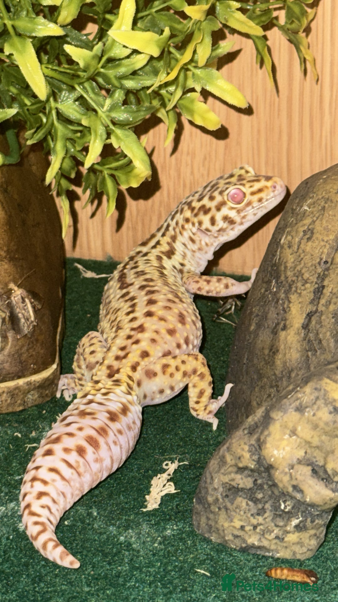 Leopard Gecko reptiles for sale: Female Leopard Gecko  - Image 8