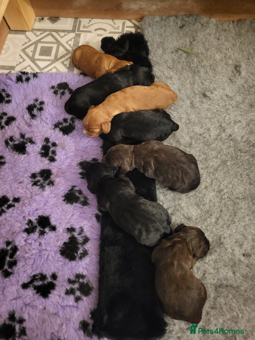 Cocker Spaniel dogs for sale: FTCH, KC REG working cocker pups - Image 22