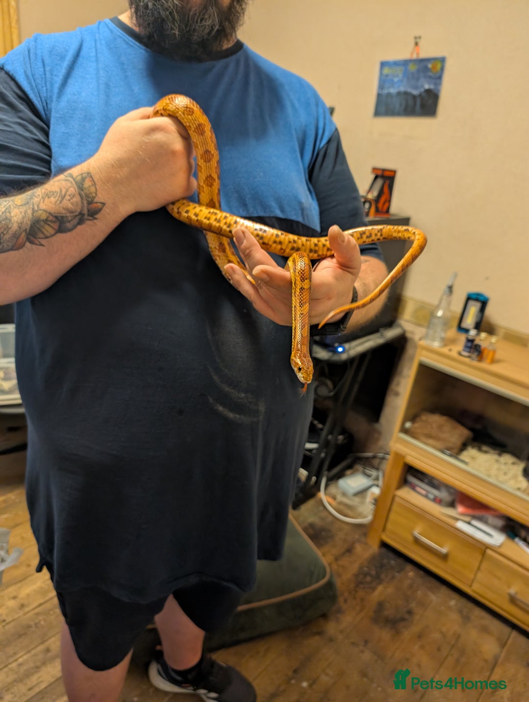 Corn Snake reptiles for sale: 3-5 year old corn snake with full setup - Image 3