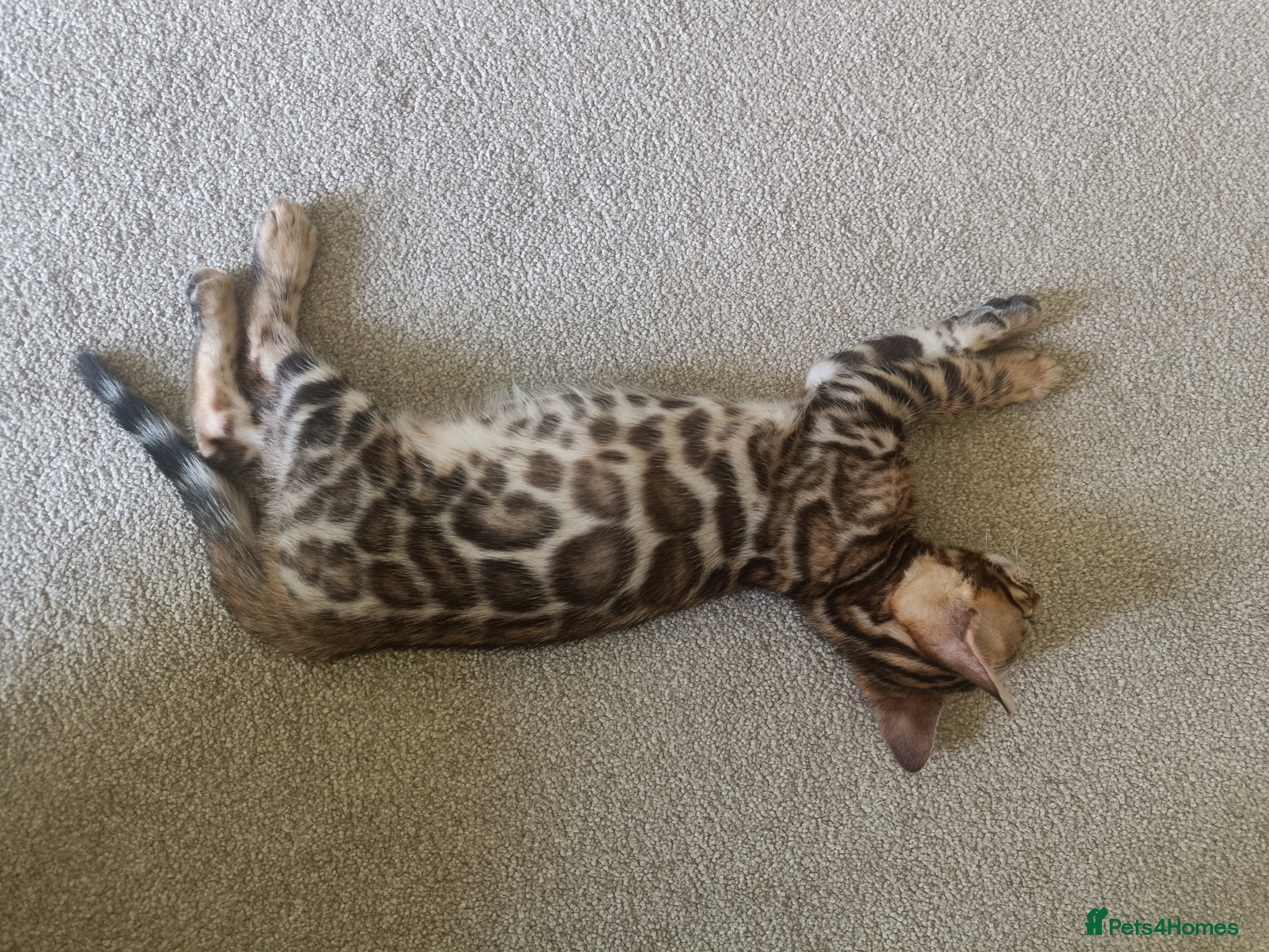 Bengal cats Absolutely beautiful pedigree bengal kittens - Advert 2