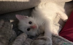 Mixed Breed cats for sale: 4 babies available 2 male 2 female  - Image 10