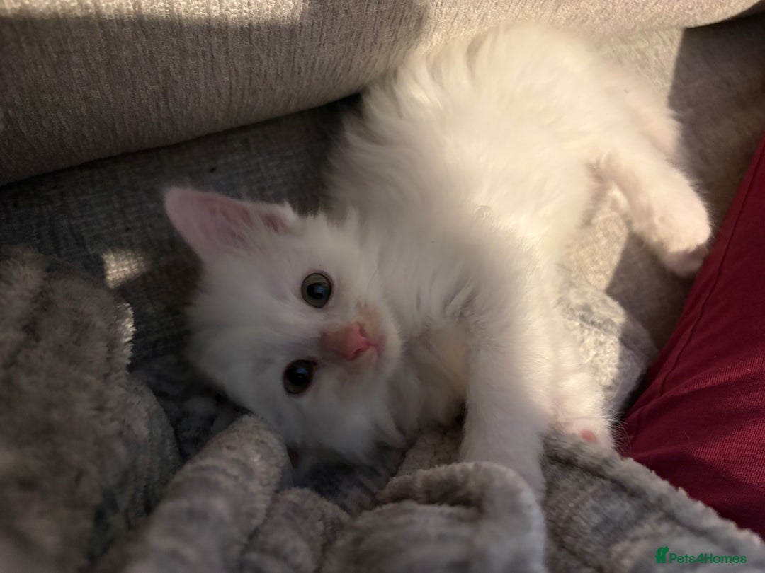 Mixed Breed cats for sale: 4 babies available 2 male 2 female  - Image 10