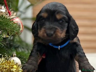 Dachshund dogs Long haired mini Daschund - Advert 3