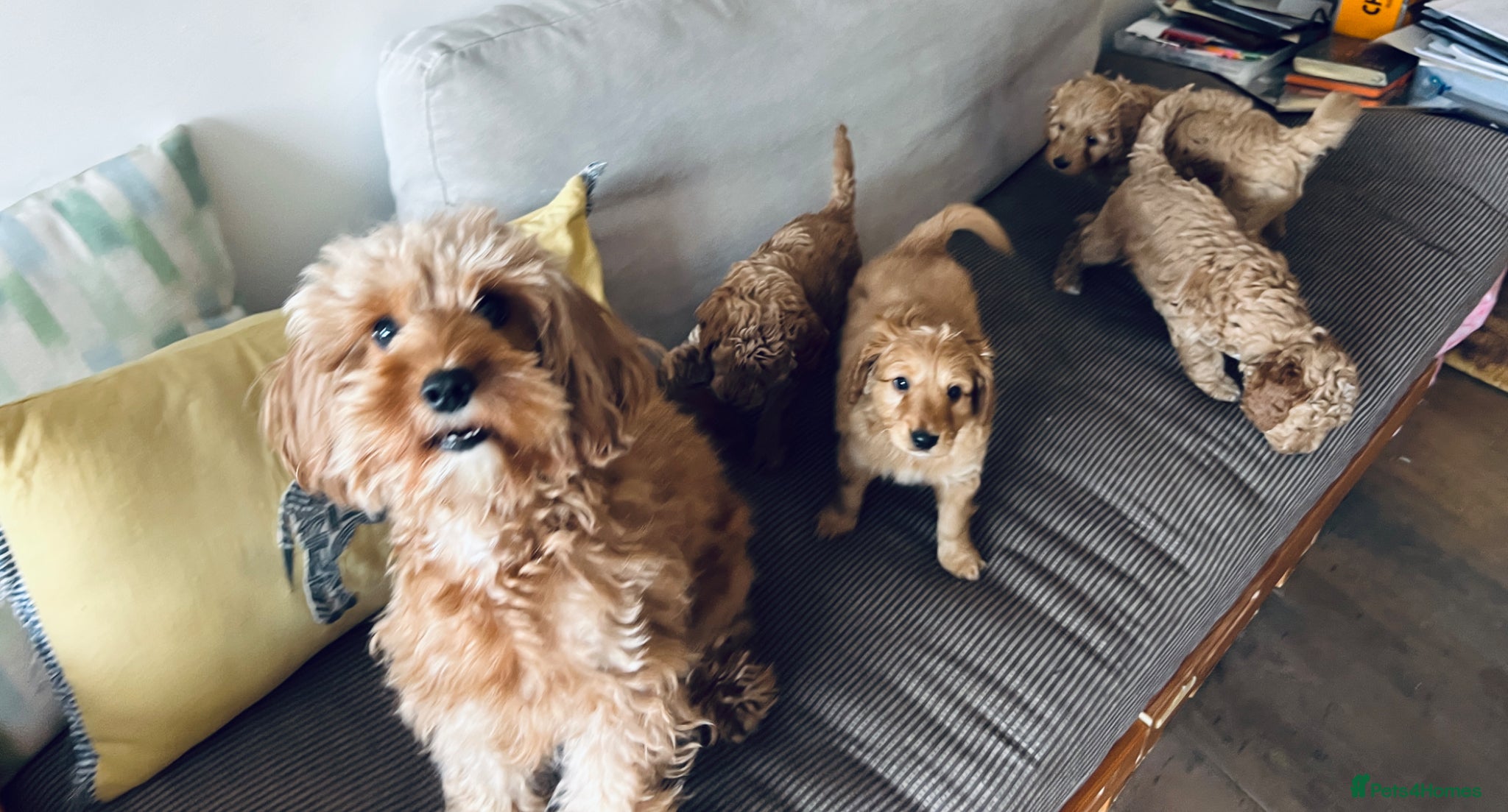 Mixed Breed dogs Hassan H - Advert 2