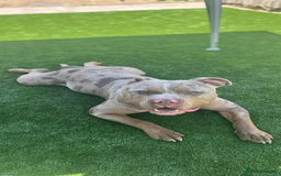 American Bulldog dogs for sale: American bulldog - Image 22